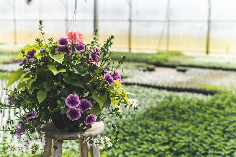 Flower Shares