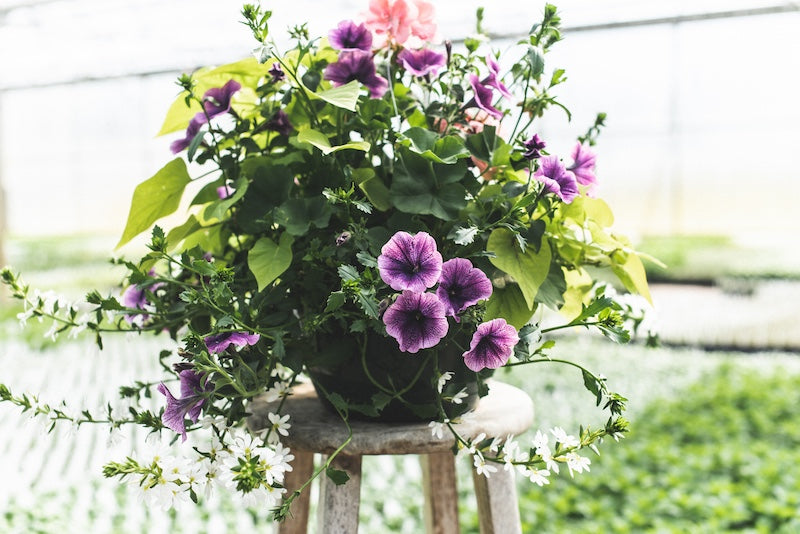 Hanging Baskets