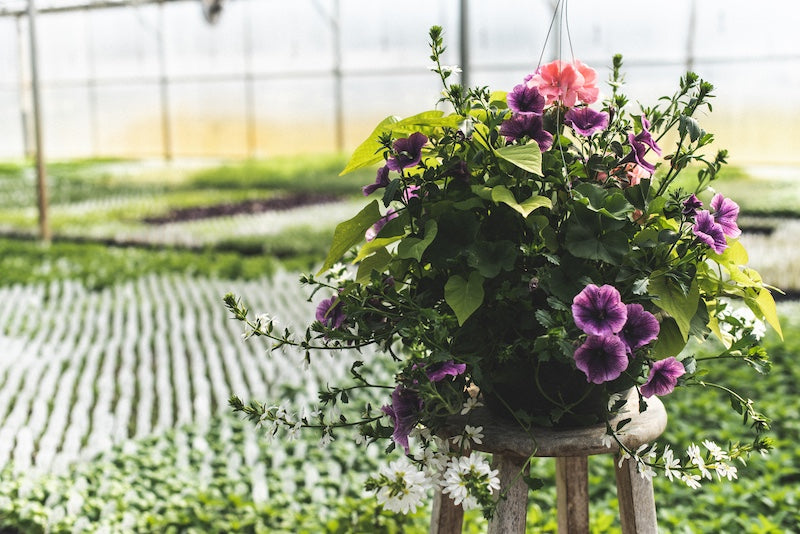 Hanging Baskets