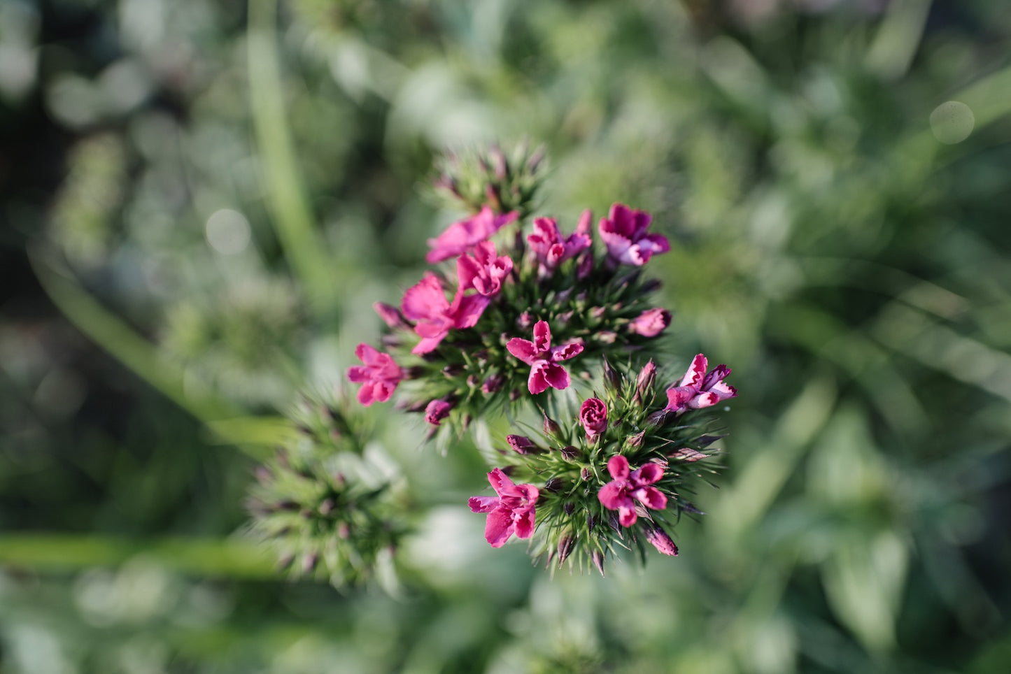 bright-pink-dianthus-in-field-at-boulder-flower-farm.jpg