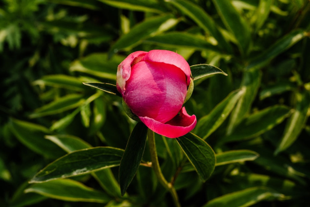 Peonies