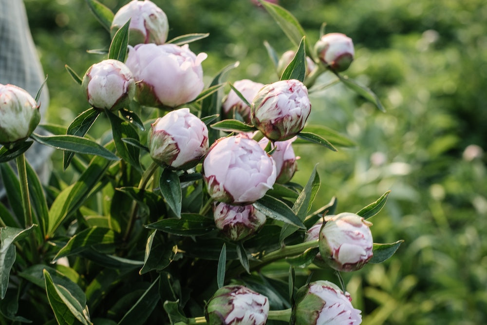 Peonies