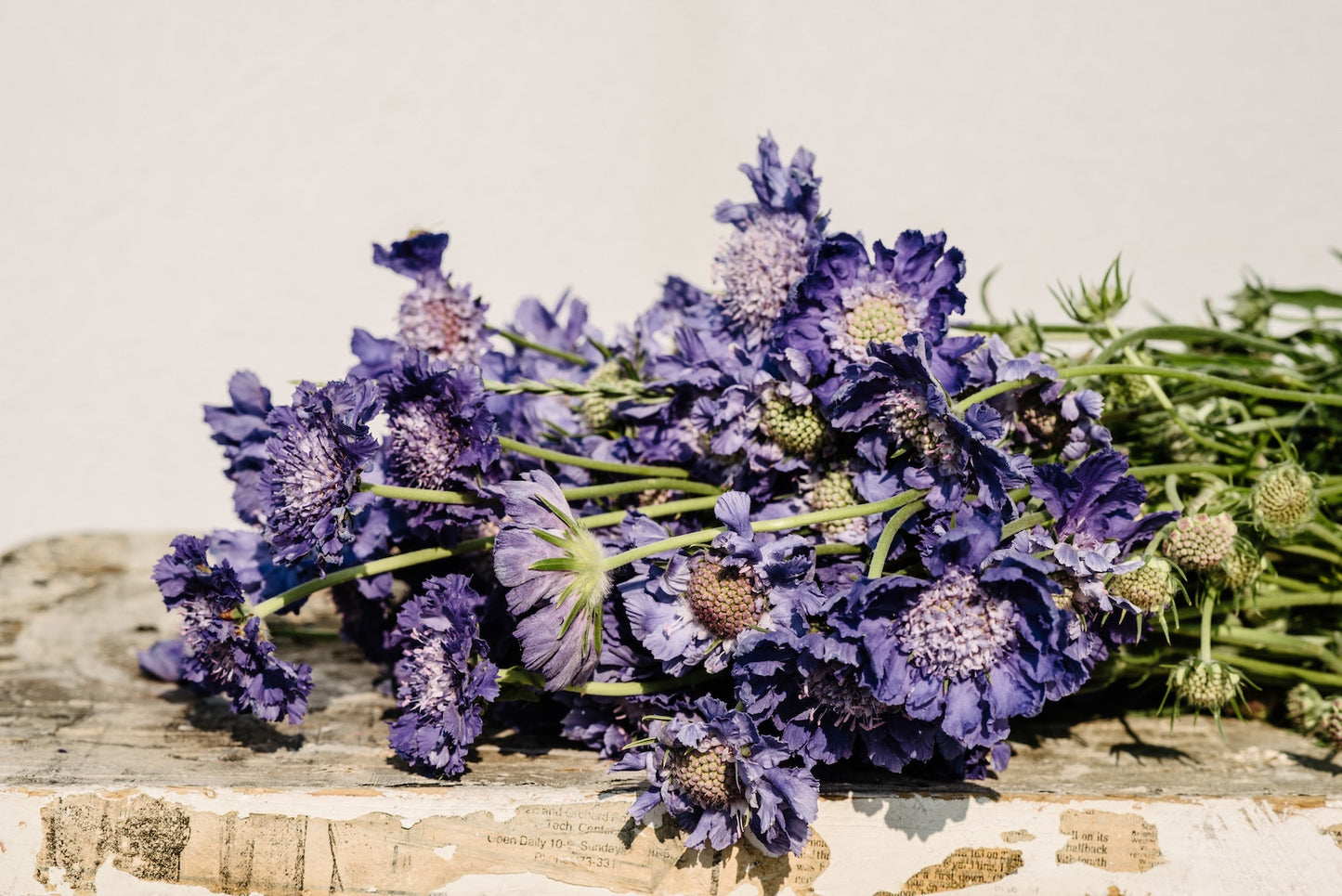 bunch-of-scabiosa-from-boulder-flower-farm.jpg