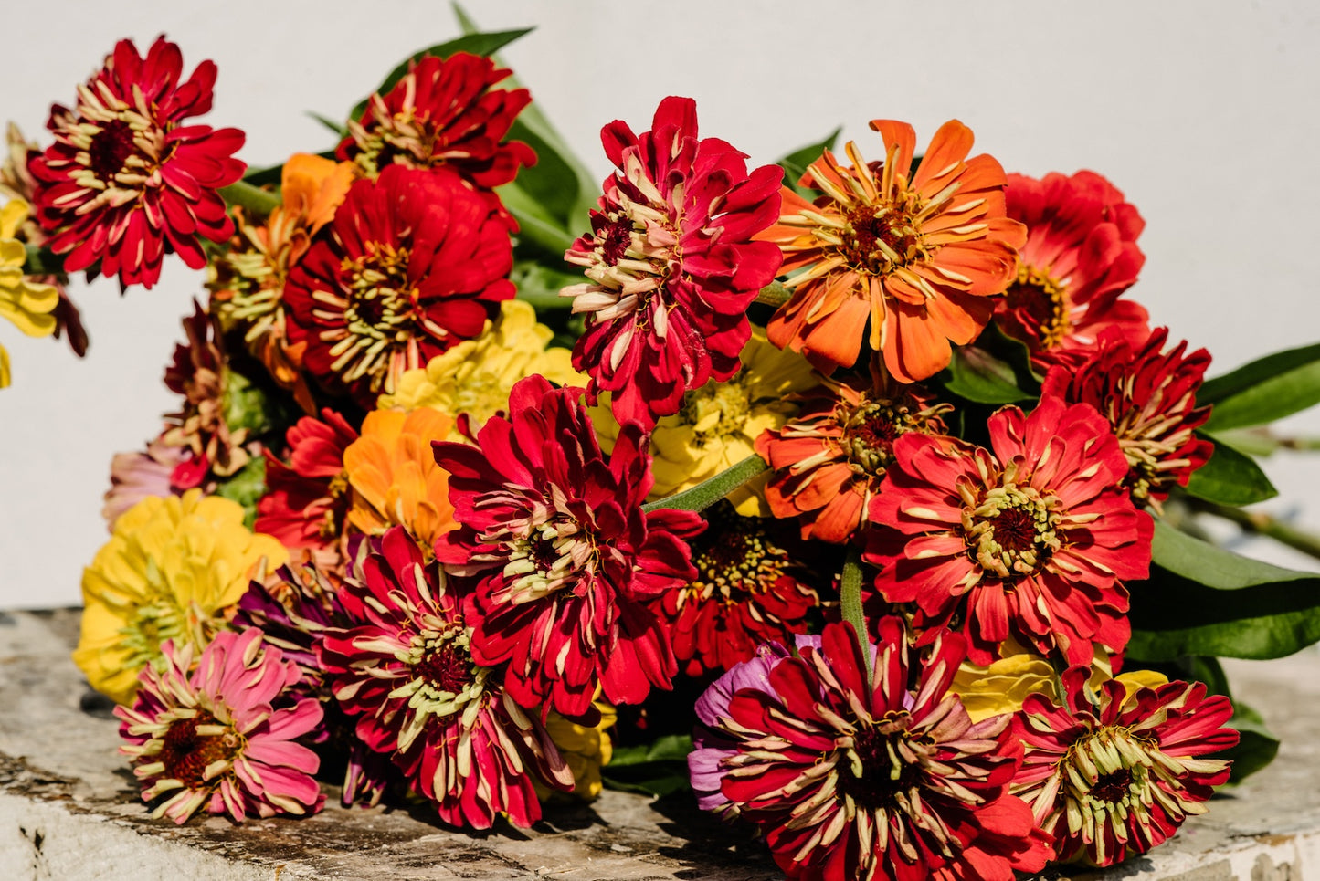 closeup-zinnia-bunch-from-boulder-flower-farm.jpg