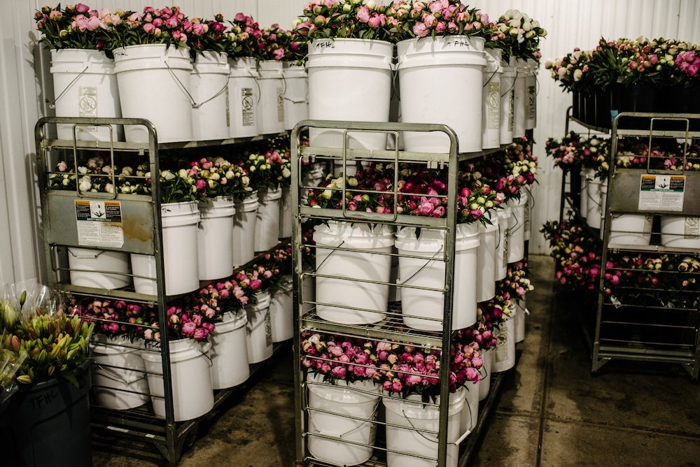 Peonies