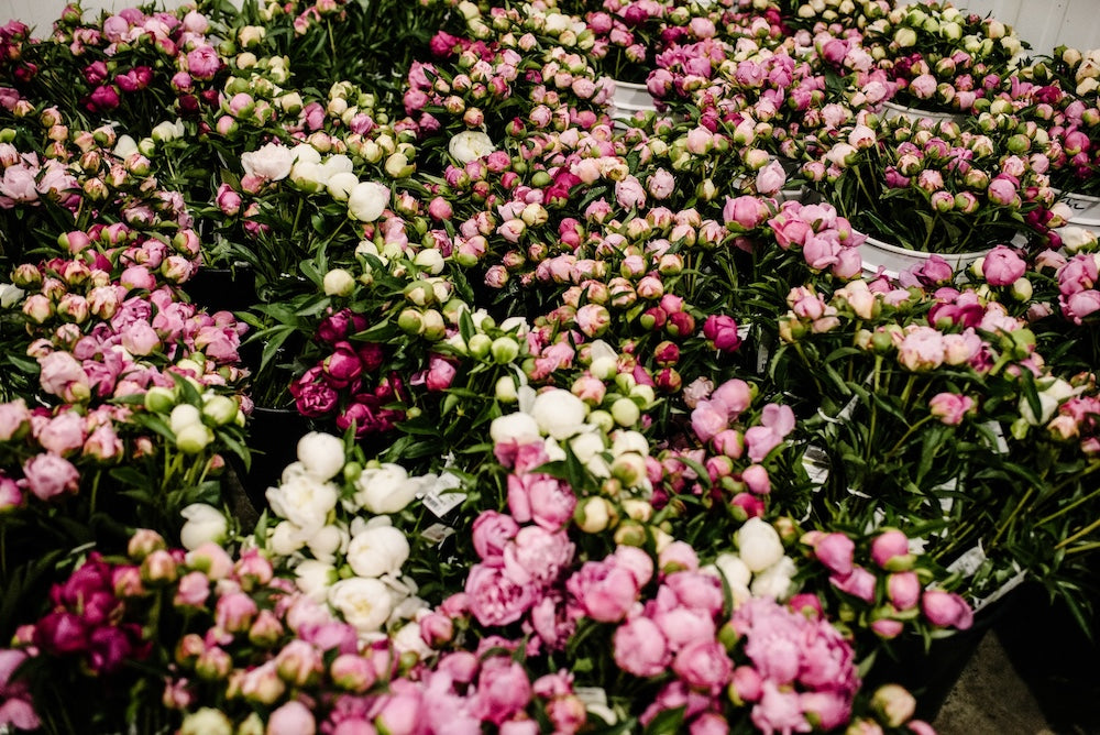 Peonies