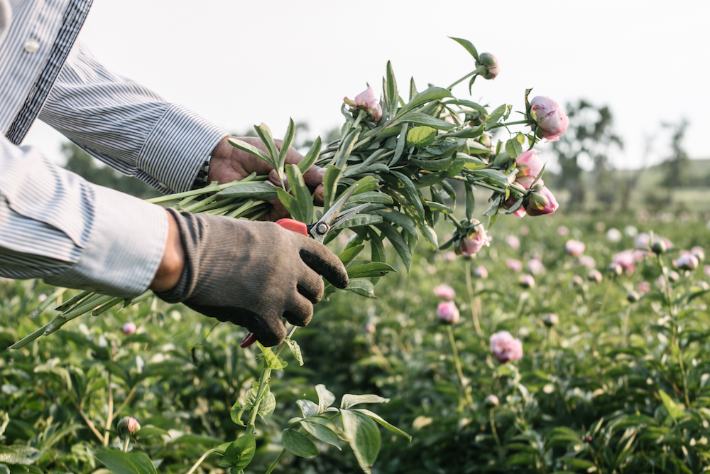 Peonies