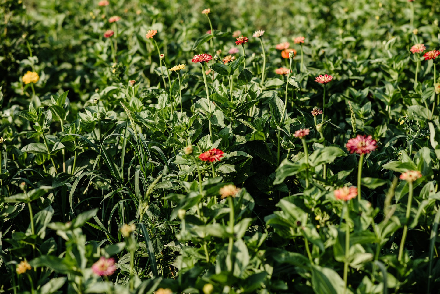 field-of-zinnias-at-boulder-flower-farm.jpg