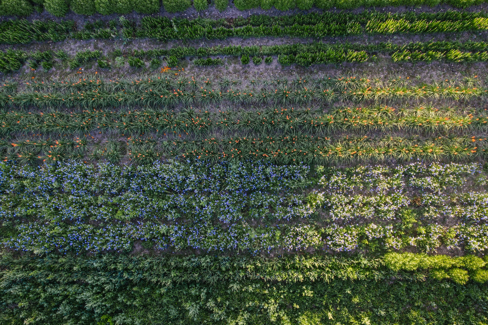 flower-fields-boulder-flower-farm.jpg