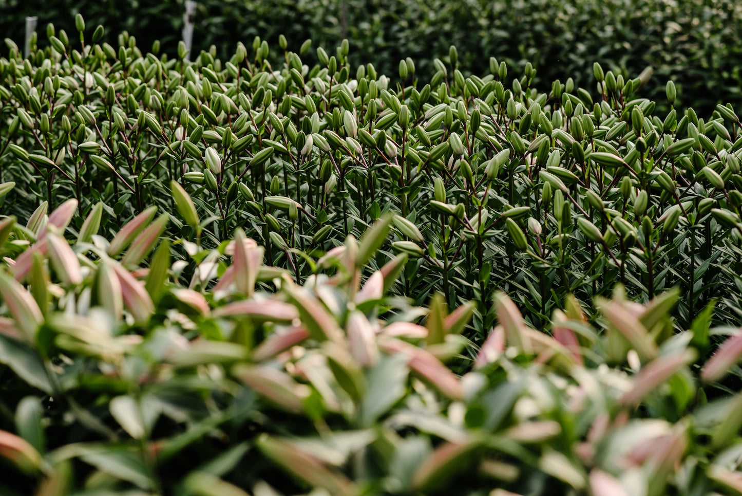 greenhouse-with-oriental-lilies-at-boulder-flower-farm.jpg
