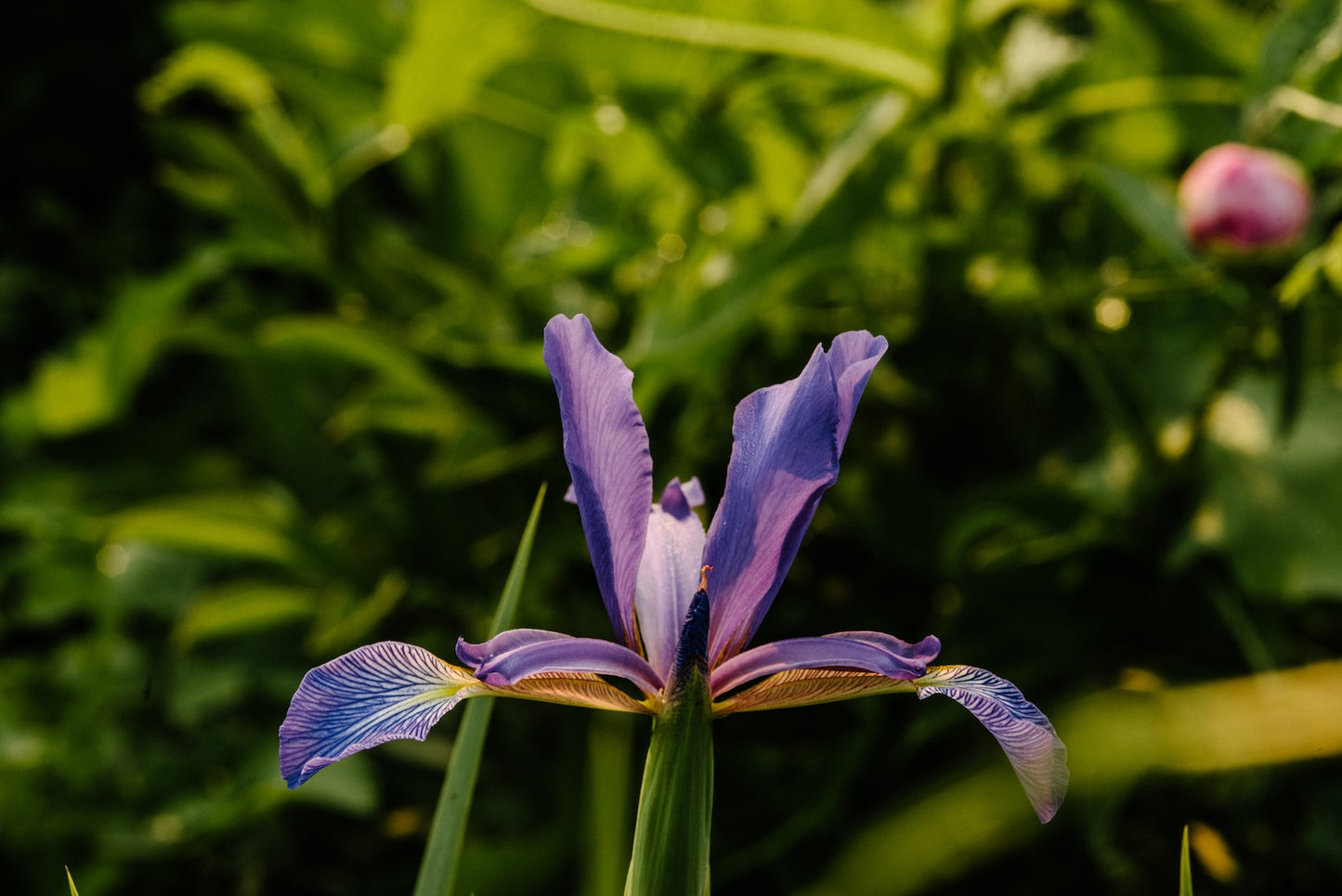 iris-and-peony-blooms-in-field-at-boulder-flower-farm.jpg