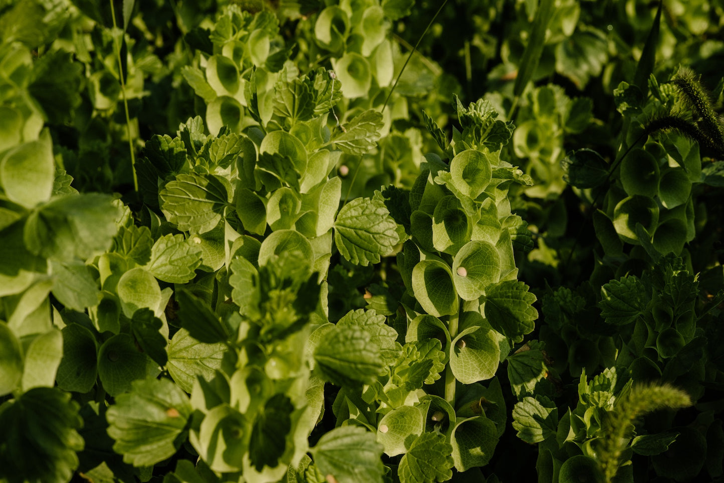 late-july-belles-of-ireland-boulder-flower-farm.jpg
