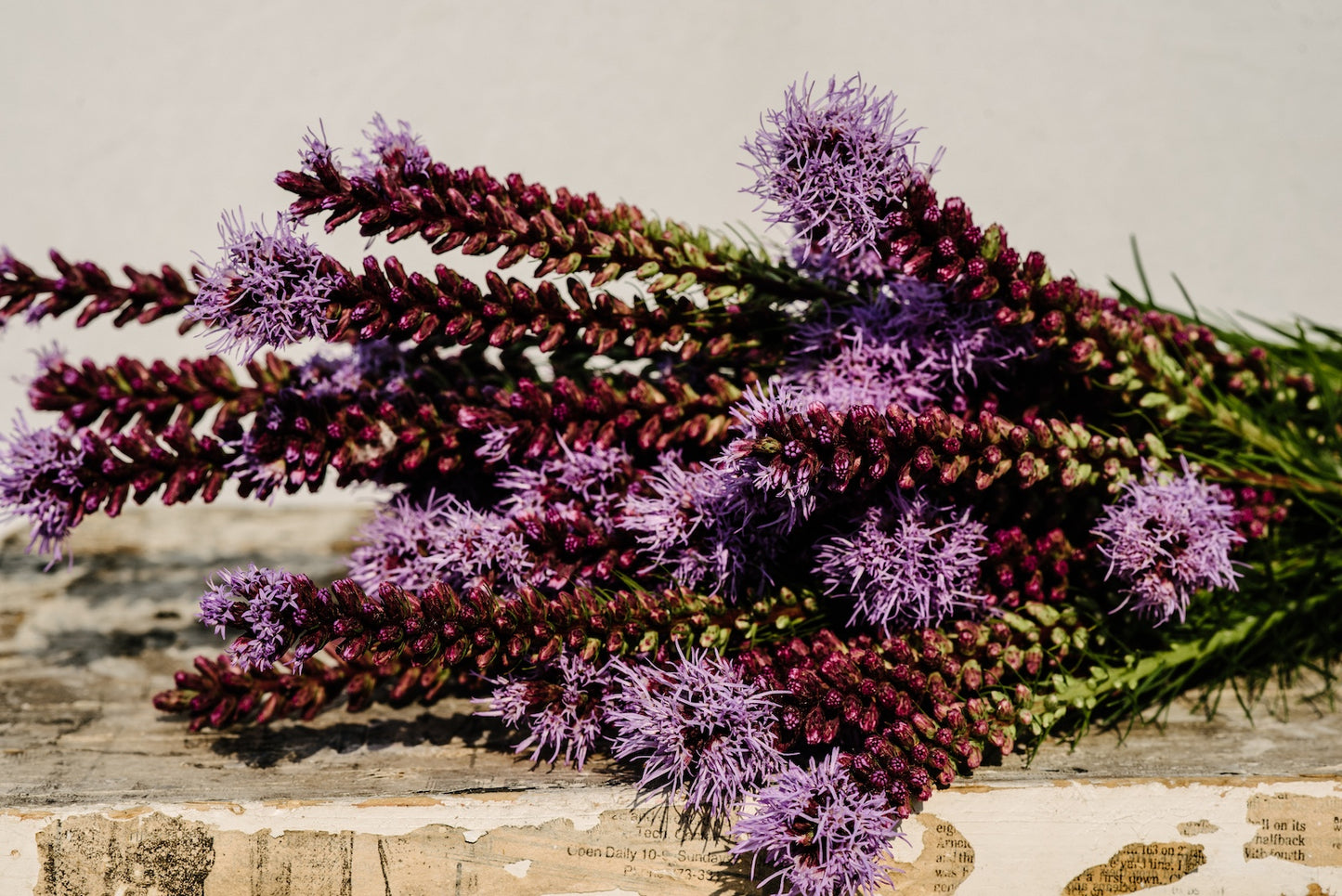 liatris-at-the-boulder-flower-farm.jpg