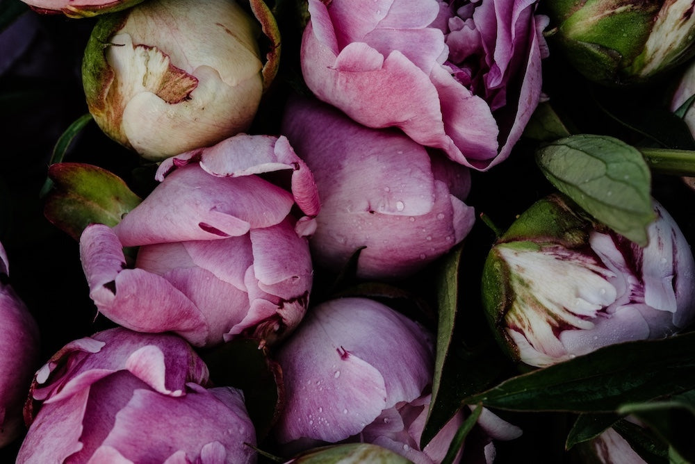 Peonies