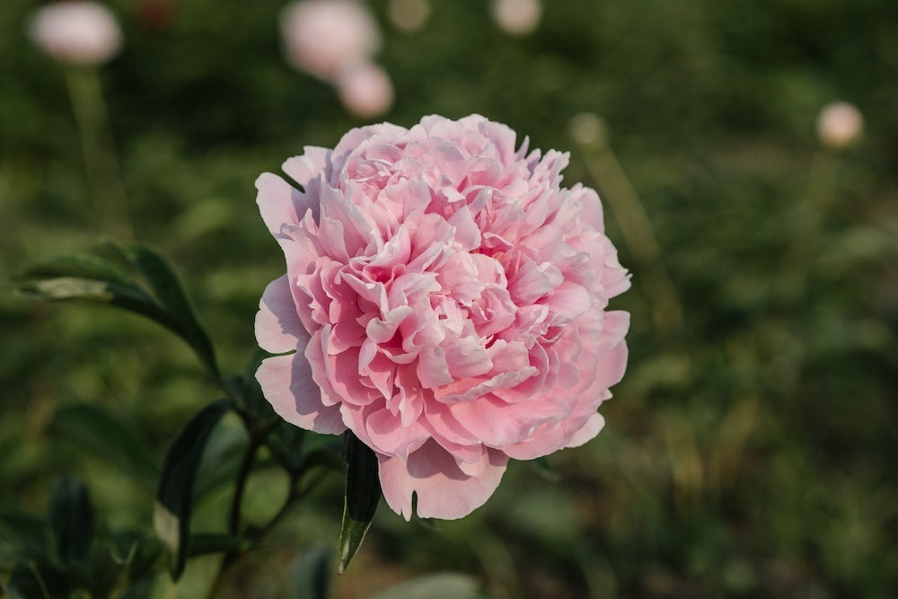 Peonies