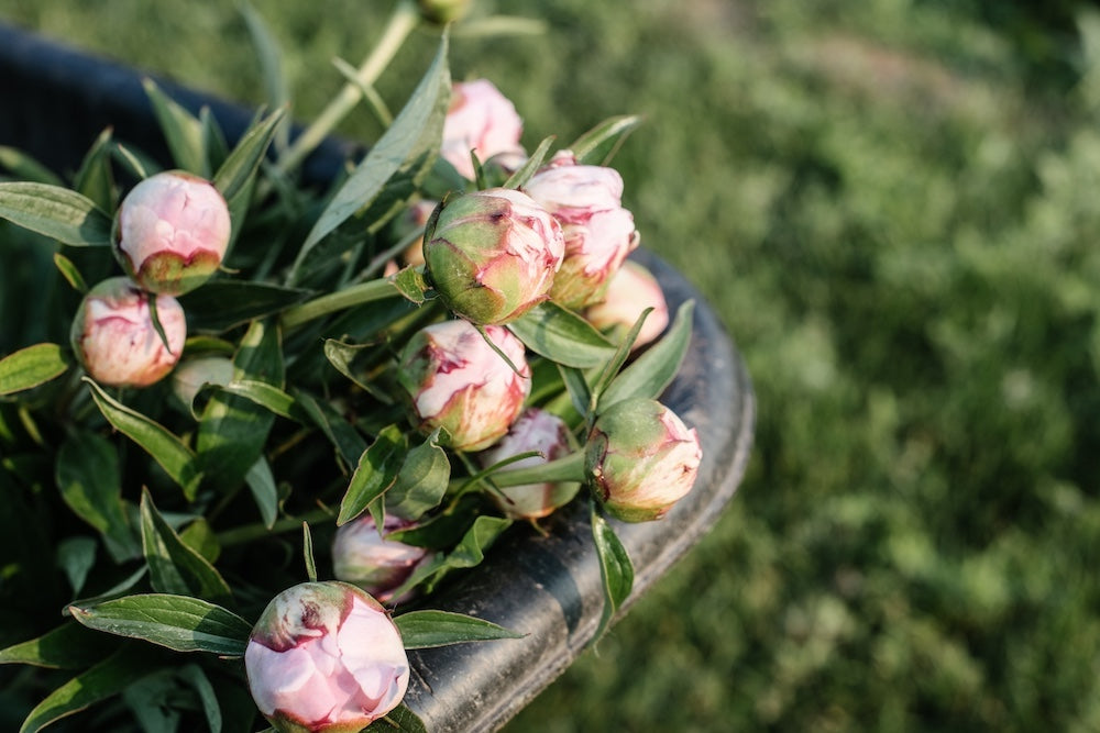 Peonies