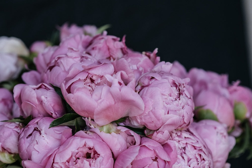 Peonies