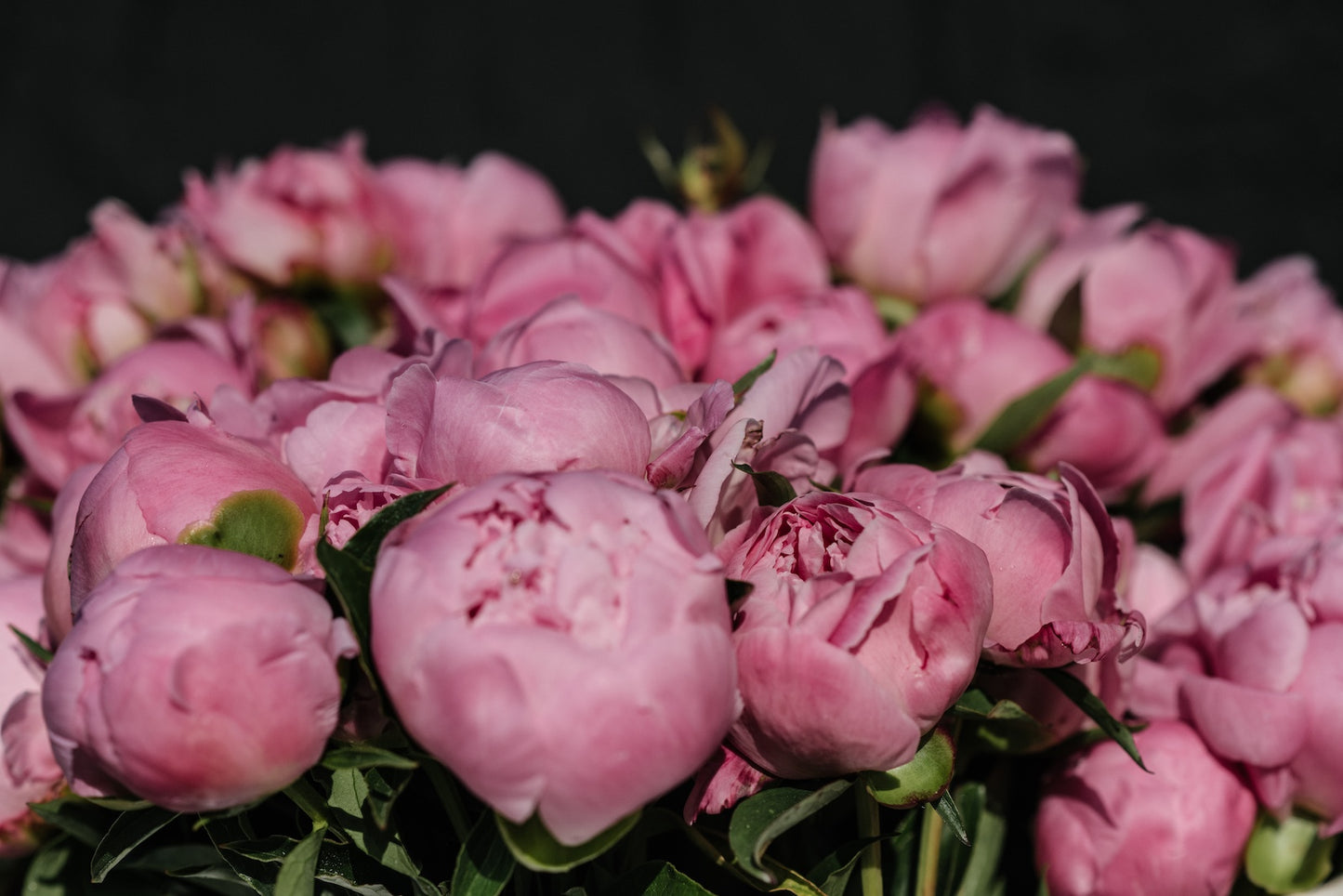 light-pink-peony-harvest-upclose-at-boulder-flower-farm-straight-view.jpg