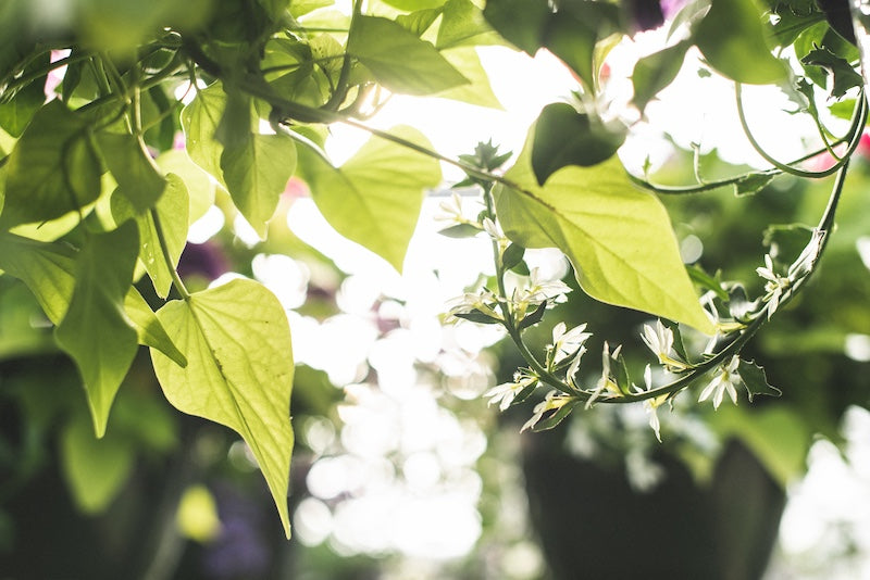 Hanging Baskets