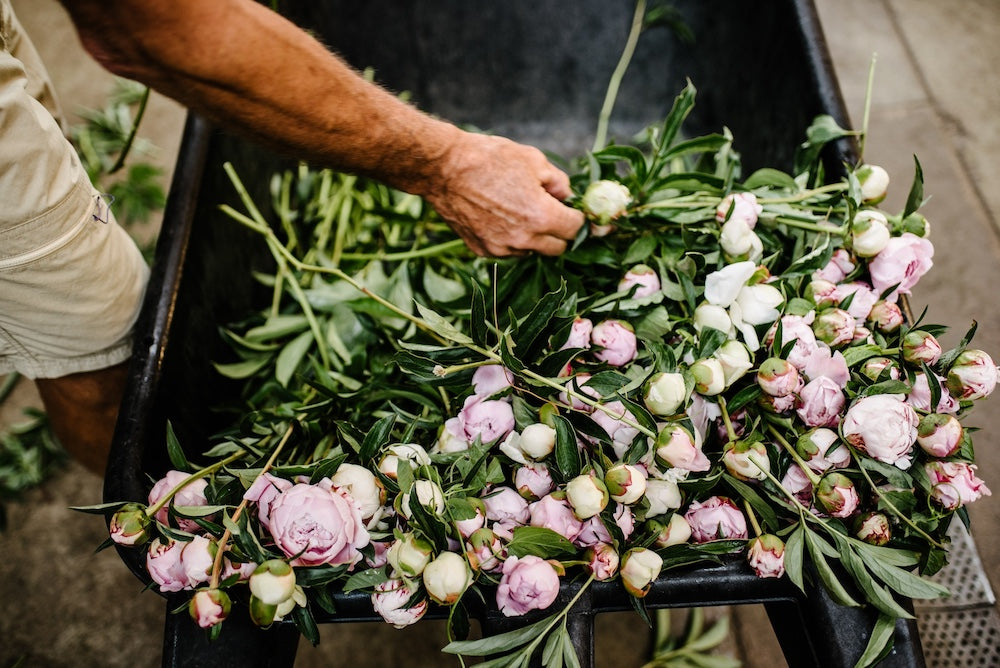 Peonies