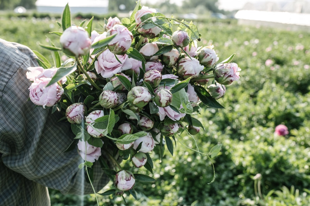 Flower Shares