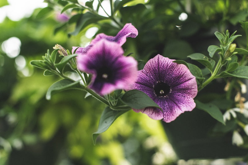 Hanging Baskets