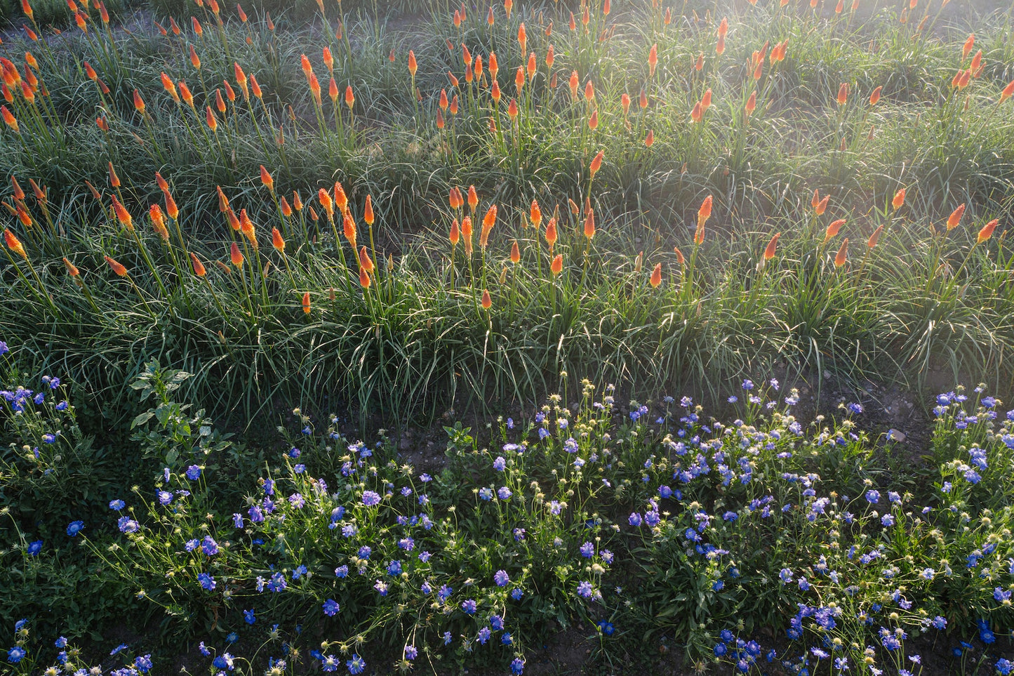 red-hot-poker-and-scabiosa-fields-at-boulder-flower-farm.jpg