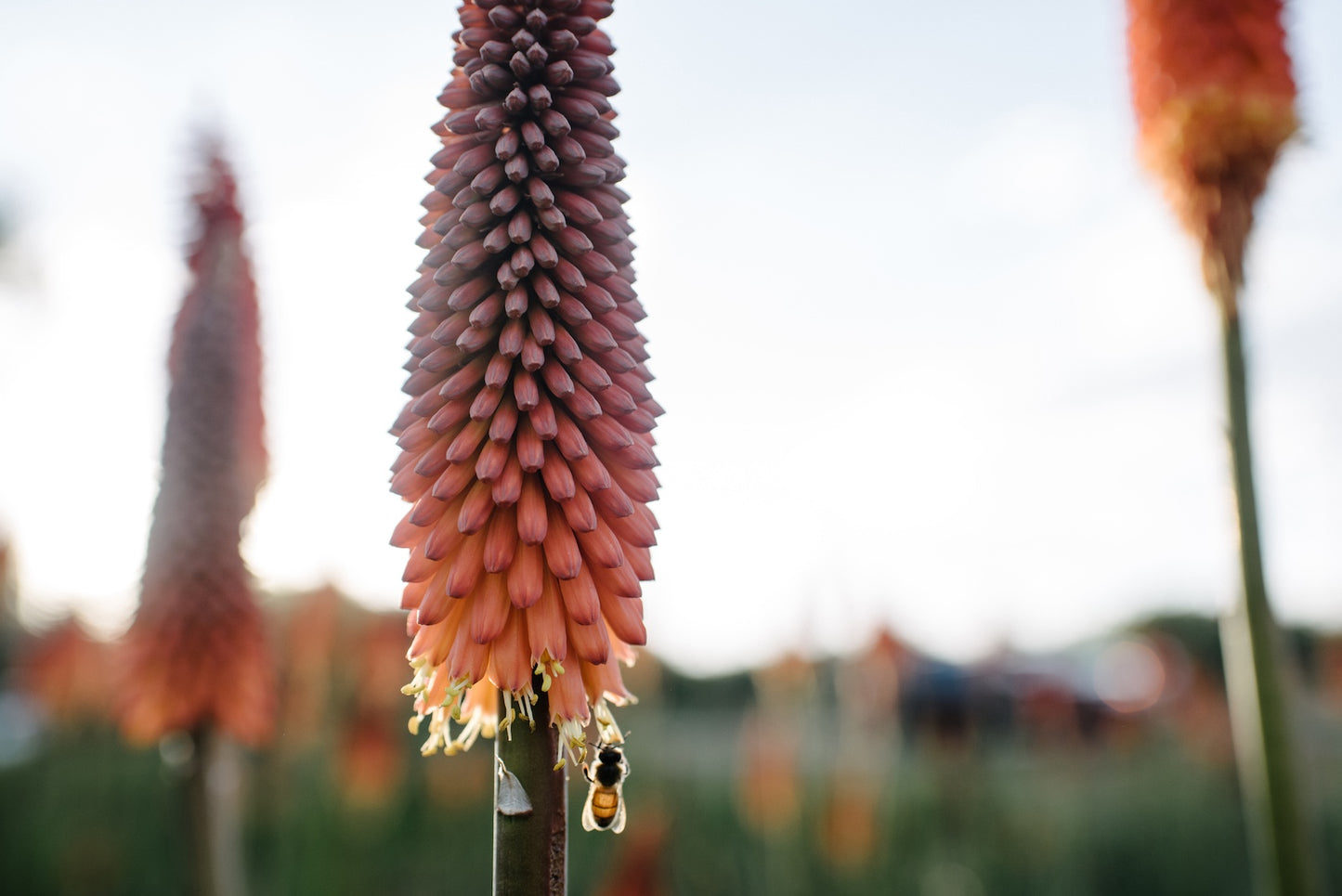 red-hot-poker-with-bee-boulder-flower-farm.jpg