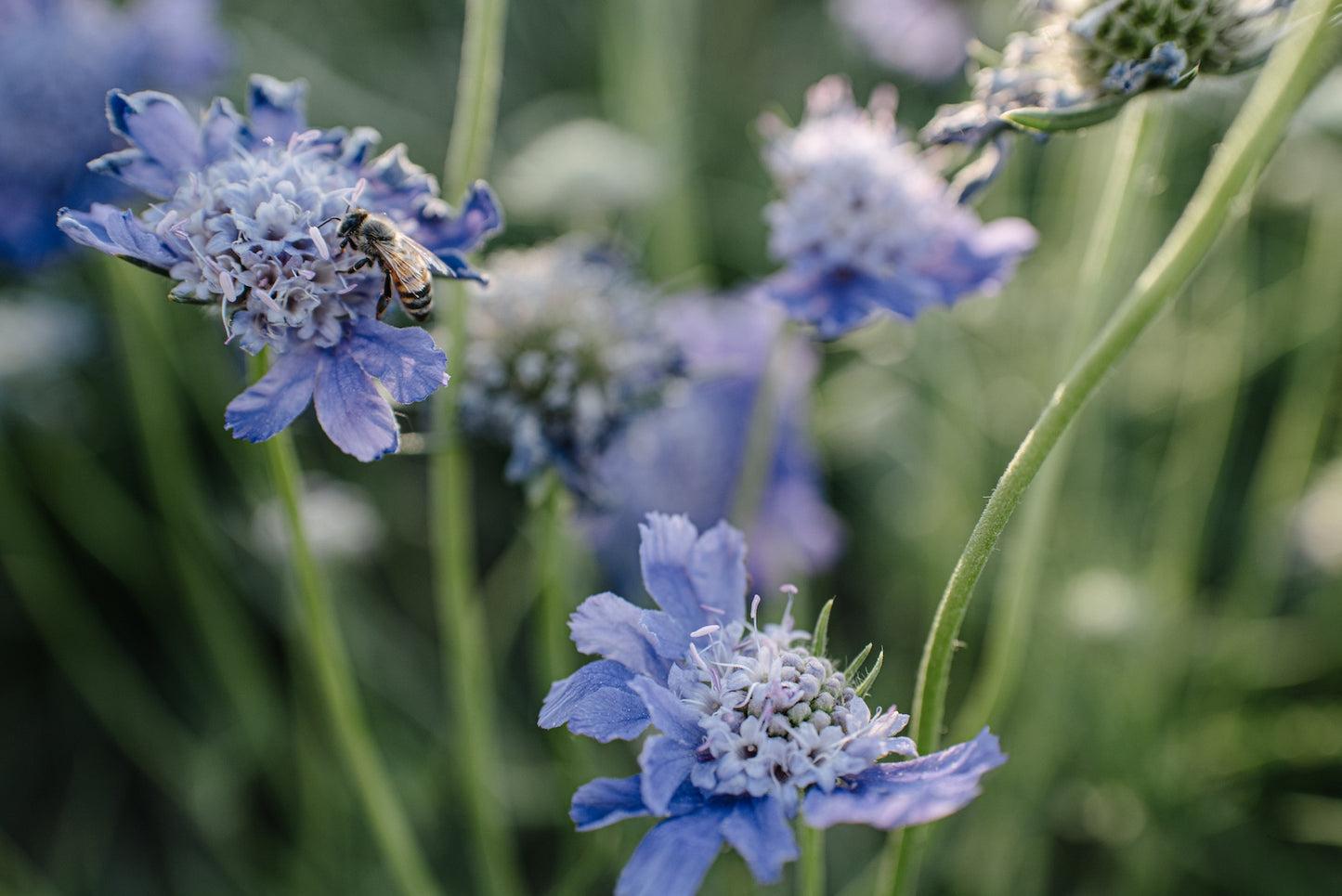 scabiosa-field-_boulder-flower-farm.jpg