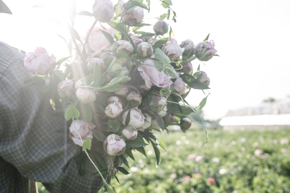Peonies