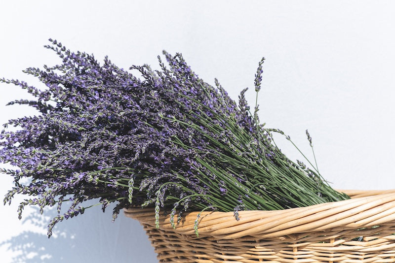 Lavender