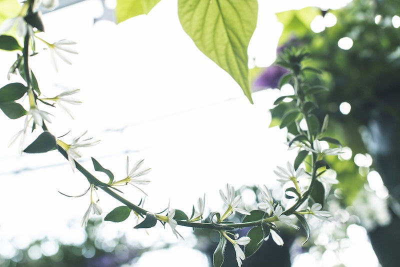 Hanging Baskets