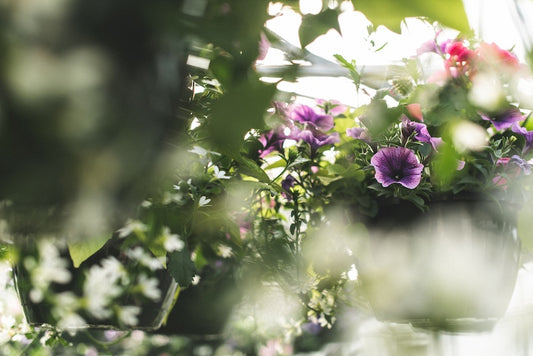 Hanging Baskets