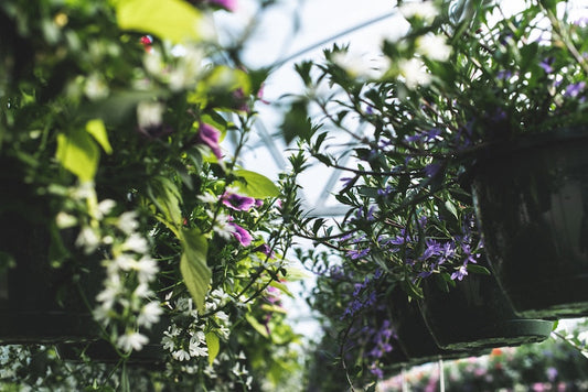 Hanging Baskets