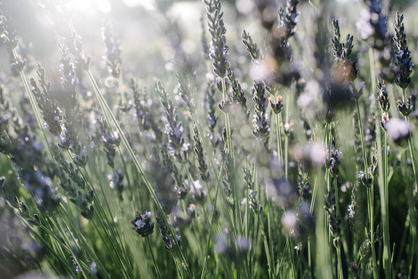 lavender plants for sale colorado Lavender – Boulder Flower Farm