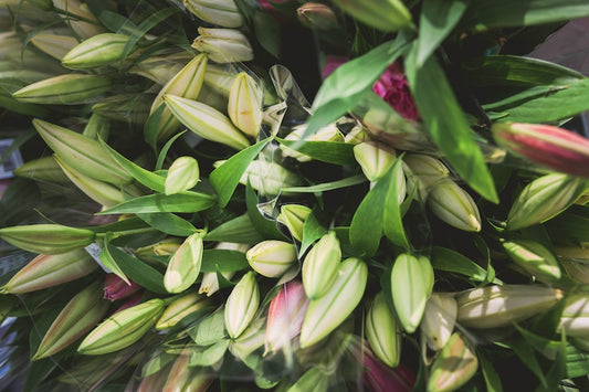 Oriental Lilies