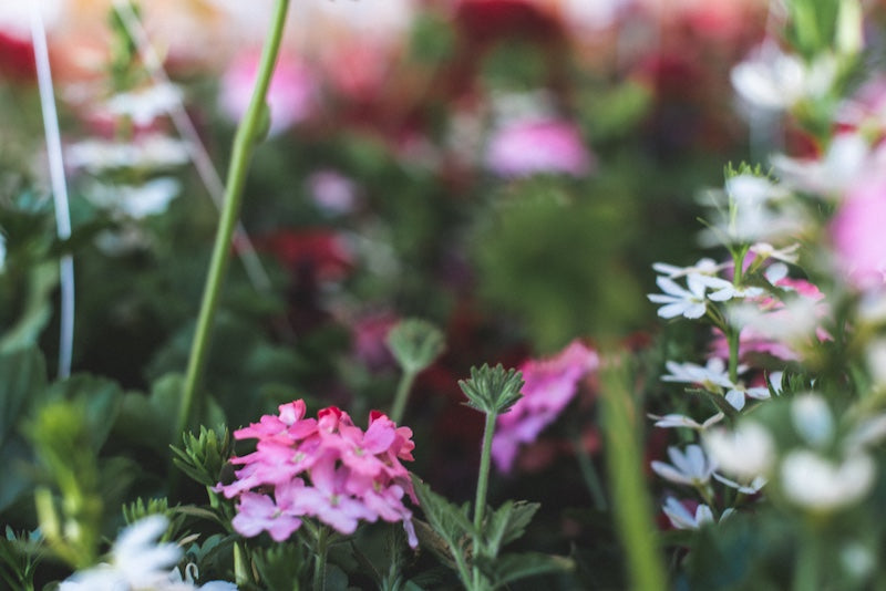 Hanging Baskets